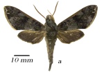 Griseosphinx