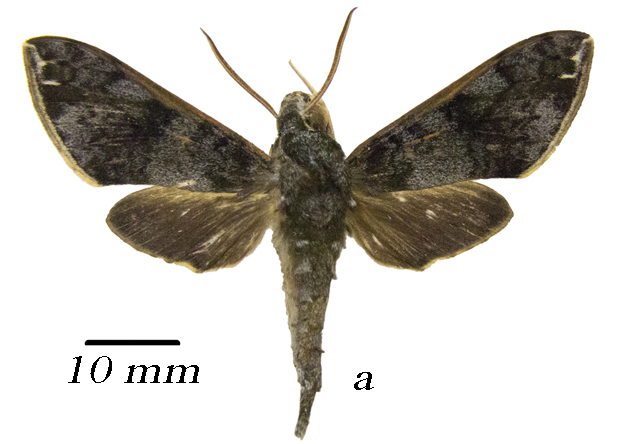 Griseosphinx (Род)