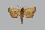 Gynoeryx