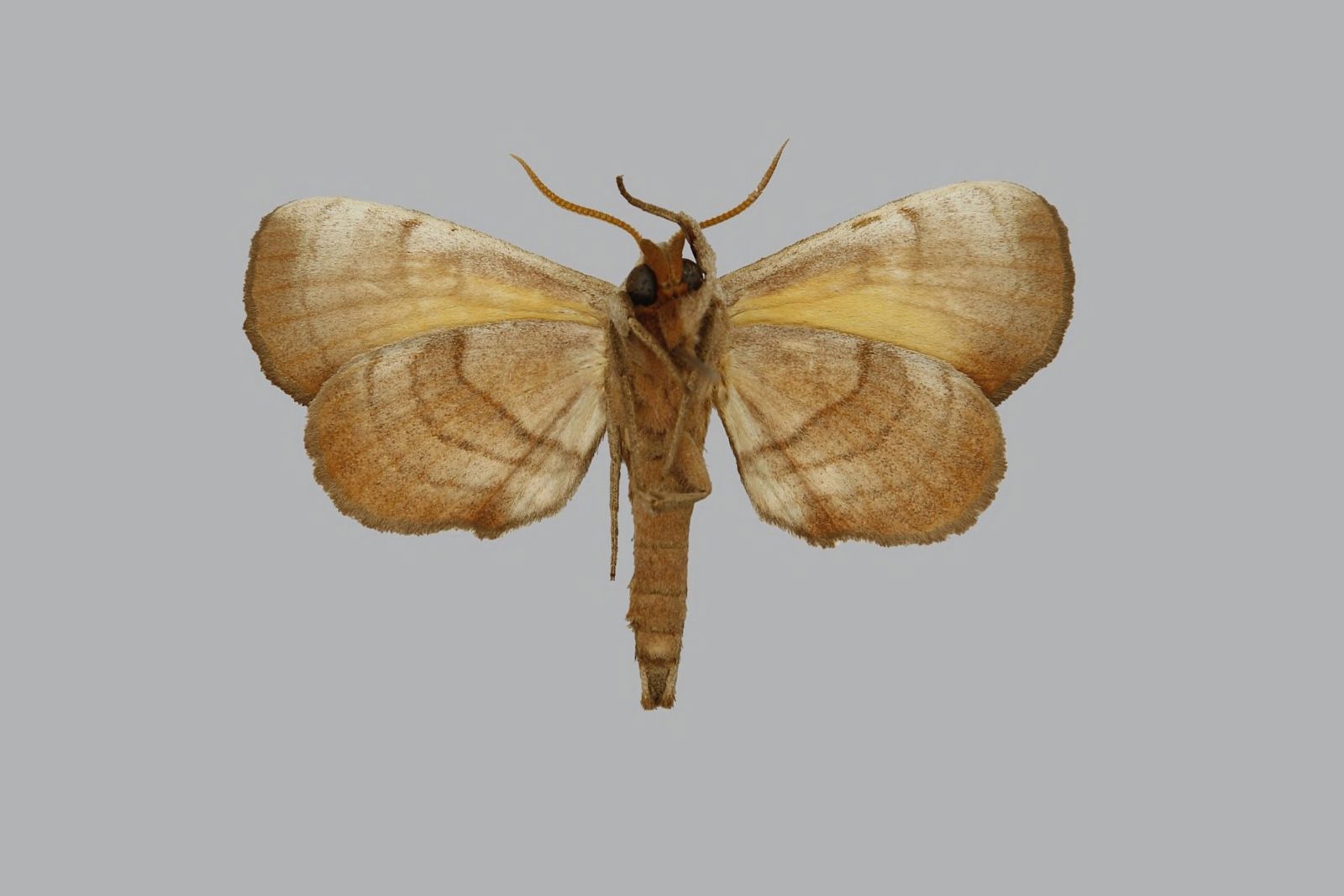 Gynoeryx
