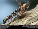 Pseudonymphidia