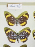 Stalachtis