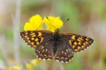 Подсемейство: Riodininae

	Триба: Hamearini

	 Hamearis