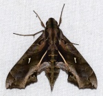 Hemeroplanes