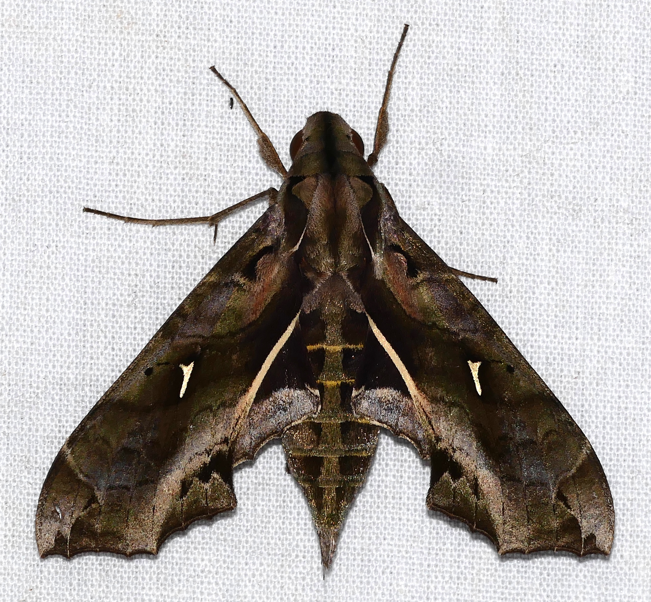 Hemeroplanes (Род)