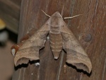 Polyptychoides