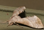 Rufoclanis