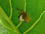 Helicopis