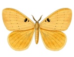 Hemijana