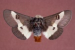 Dirphiella