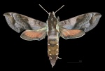 Hippotion