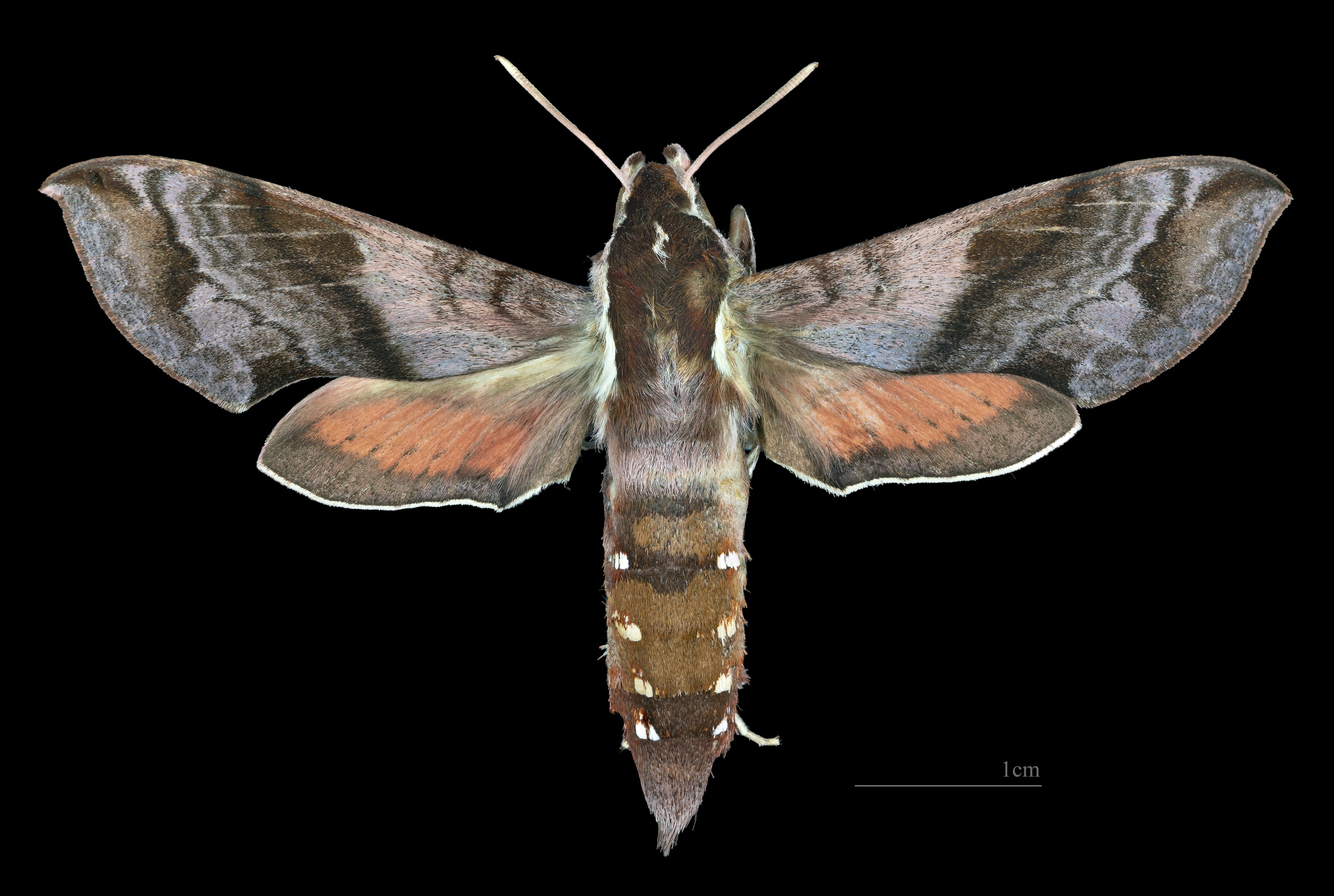 Hippotion