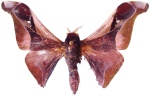 Holocerina