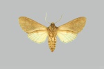 Hopliocnema