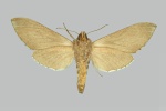 Hoplistopus