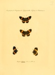 Panara