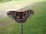 Hyalophora