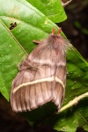 Hylesiopsis
