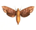 Hypaedalea
