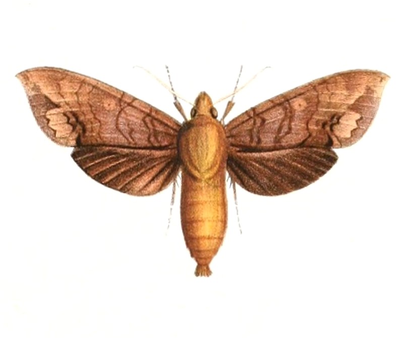 Hypaedalea (Род)