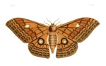 Pseudobunaea