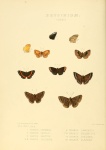 Exoplisia