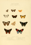 Symmachia
