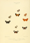 Protonymphidia