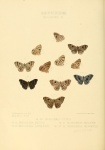 Mesosemia
