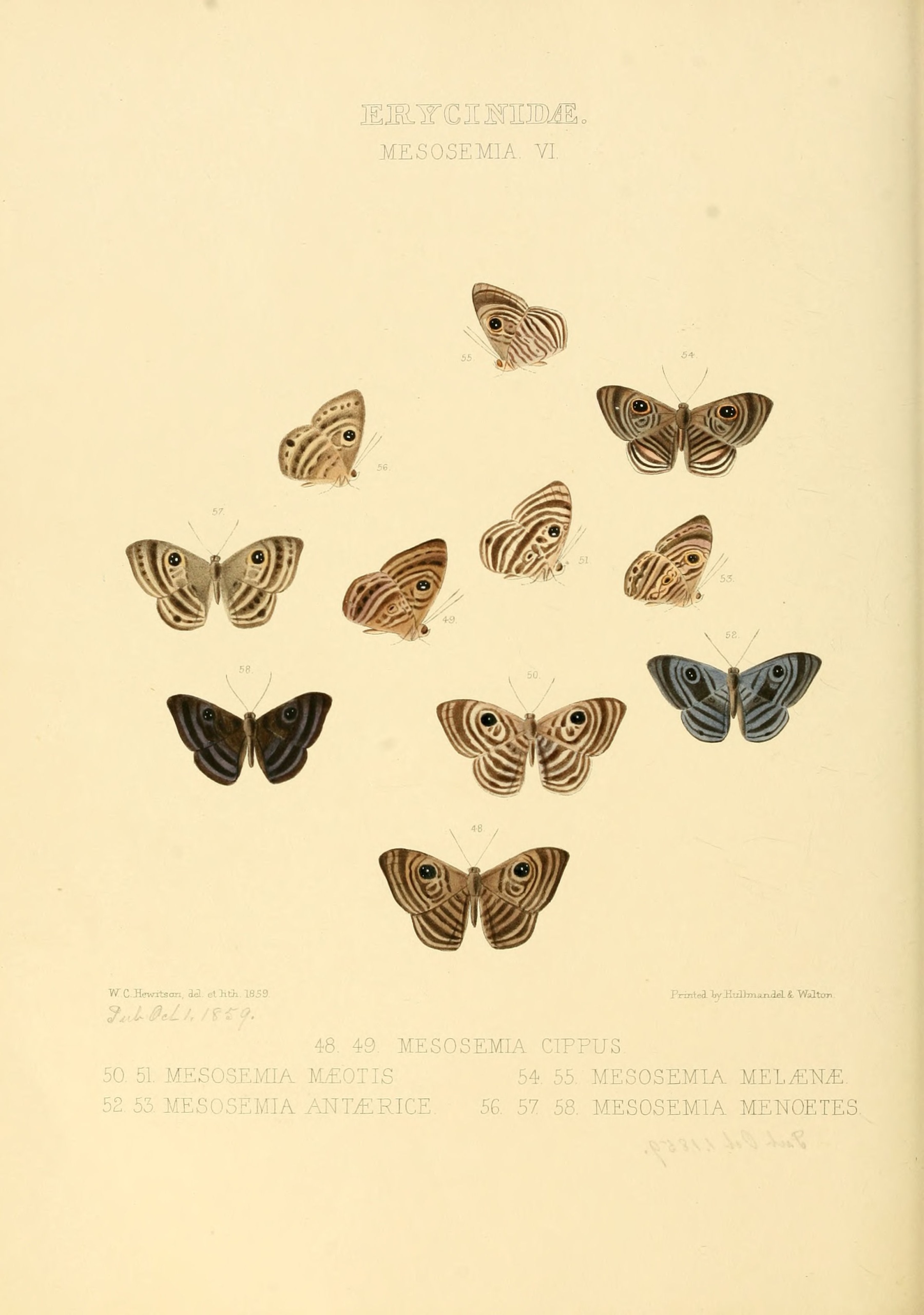 Mesosemia (Род)