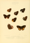 Phyllalia