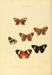Praetaxila