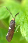 Perthida