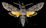 Isognathus