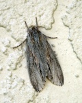 Isoparce