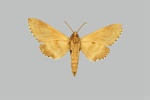 Kentrochrysalis