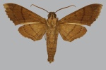 Kloneus