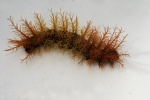 Leucanella