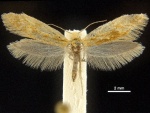Tanysaccus