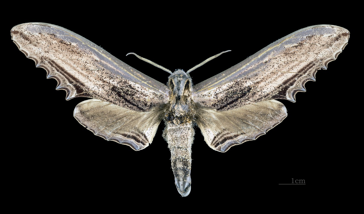 Langia