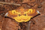 Lemaireia