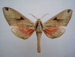 Leptoclanis