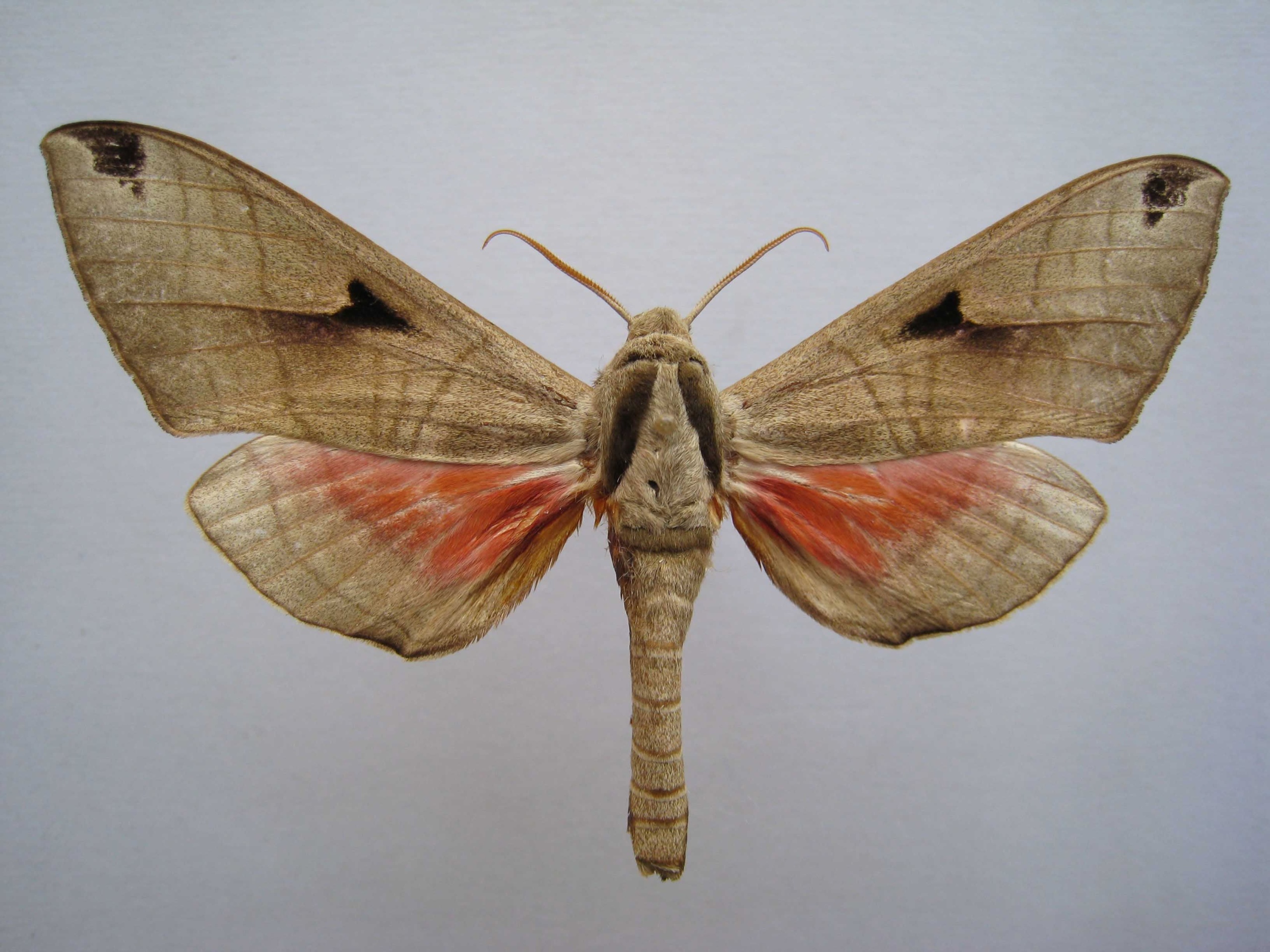 Leptoclanis
