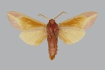 Leucophlebia