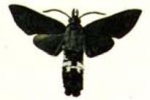 Leucostrophus