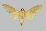 Litosphingia