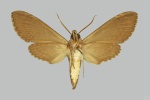 Lomocyma