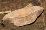 Lonomia