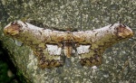 Loxolomia