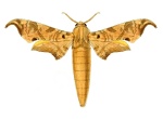 Lycosphingia